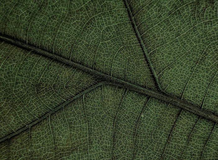 Blattdetail mit Wassertropfen