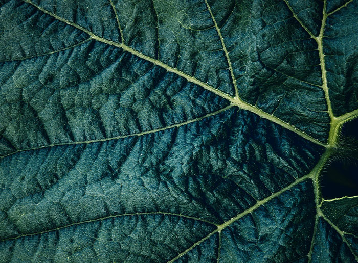 Blattstruktur im Gegenlicht