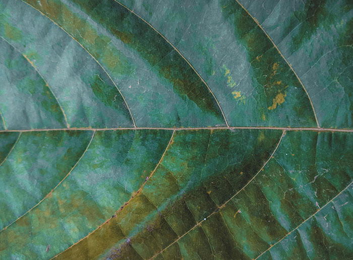 Grünes Blatt Nahaufnahme