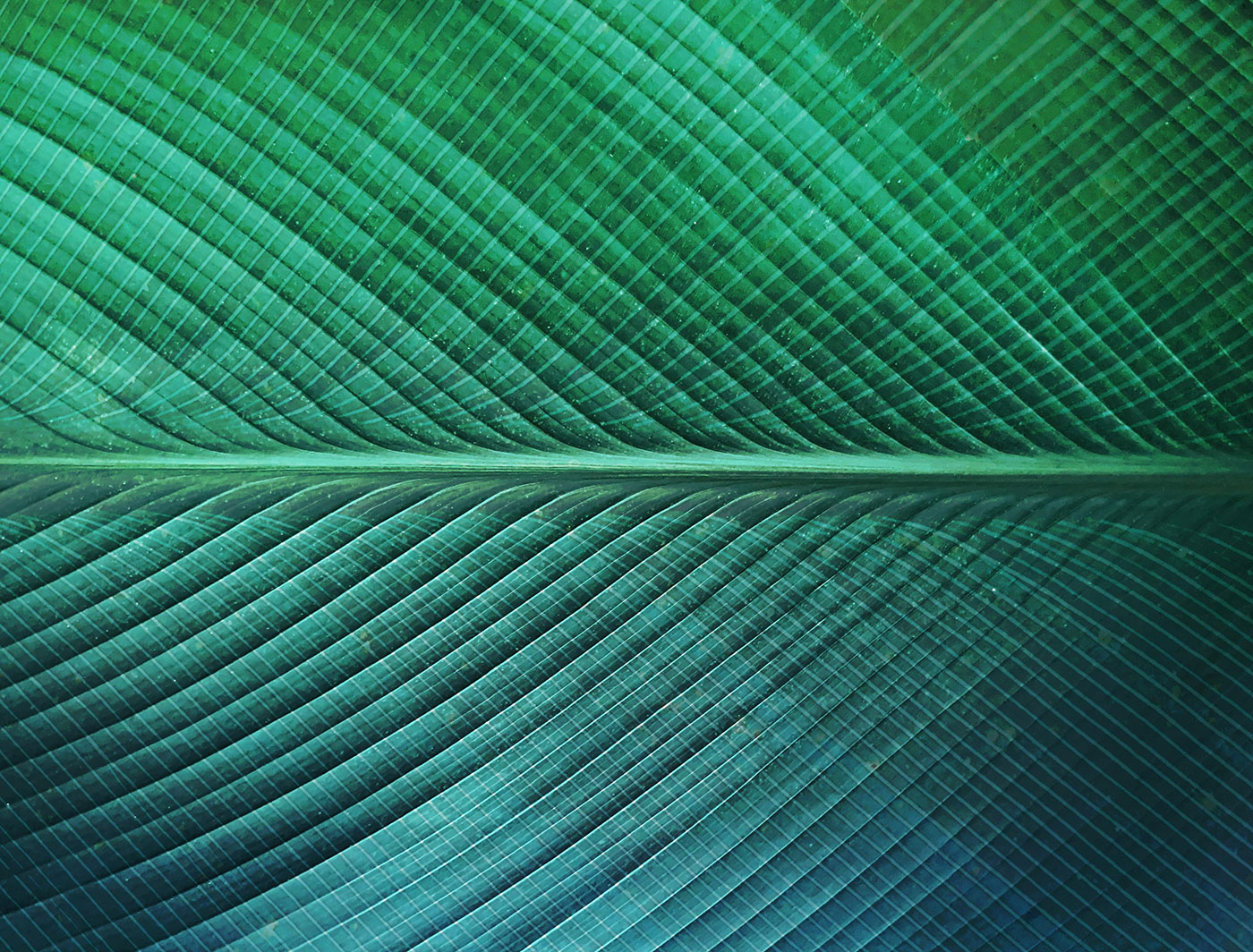 Produktansicht – grüne Textur