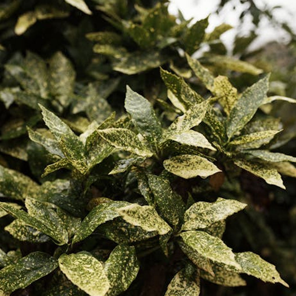 Warum ein CMS ohne Datenbank?