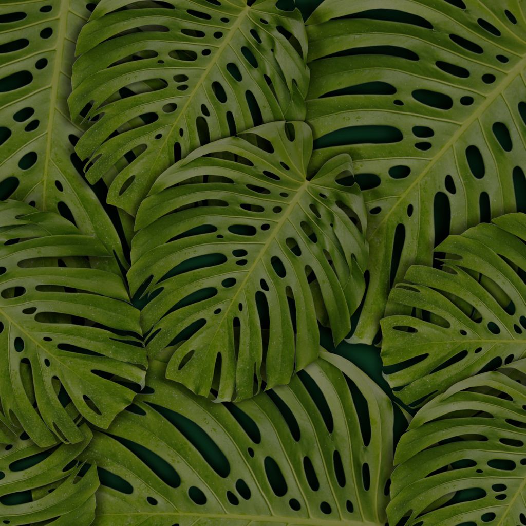 Monstera-Blatt mit typischen Schlitzen